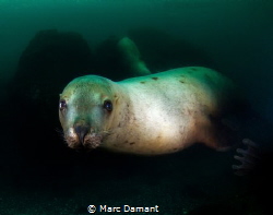 A portrait of a Sea Lion! Canon T2I with Tokina 10-17mm t... by Marc Damant 
